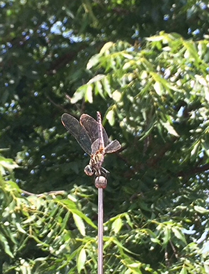 Photo of a brass dragonfly on a brass pole.